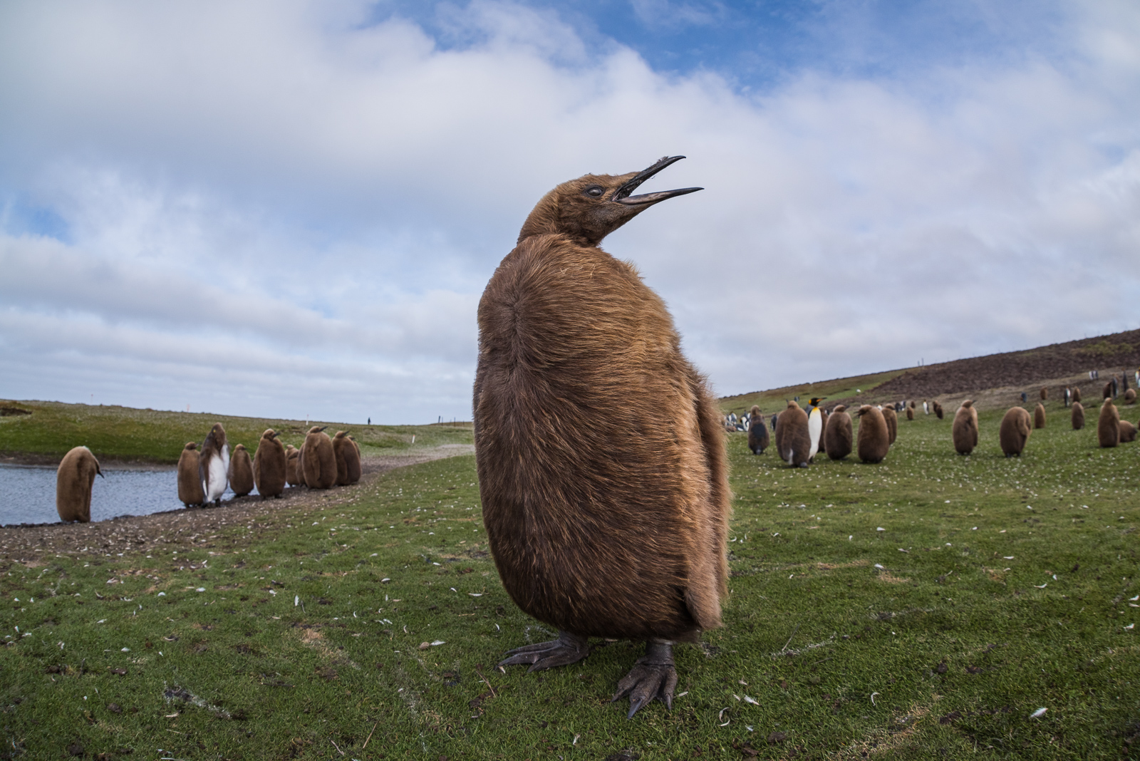 King Penguin Chick, Volunteer Point, Falkland Islands