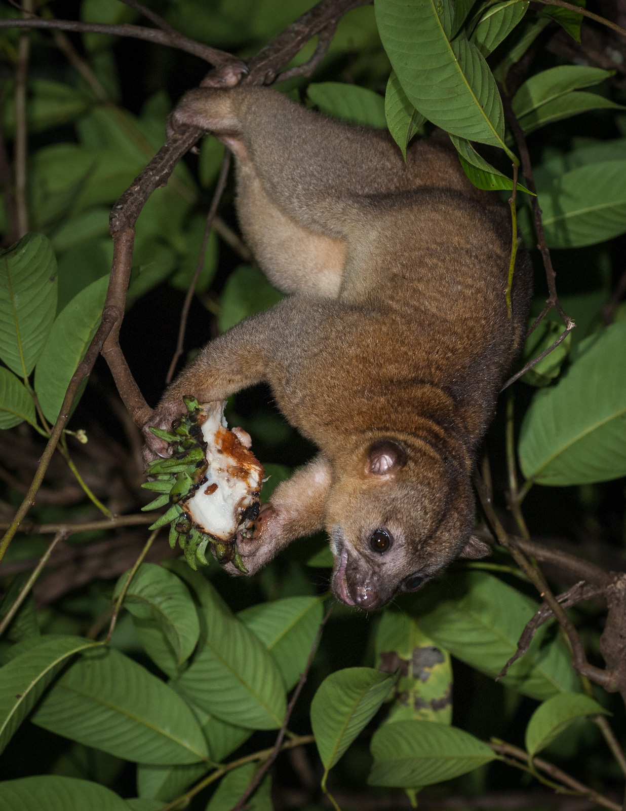 Kinkajou, Pavones, Costa Rica