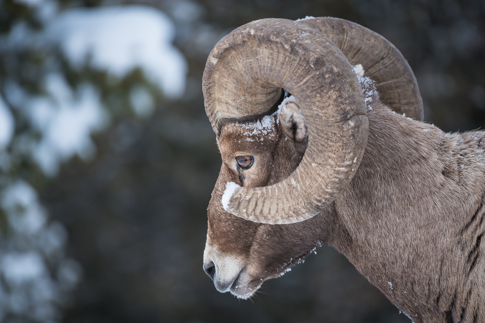 Bighorn Ram, Yellowstone National Park, Wyoming
