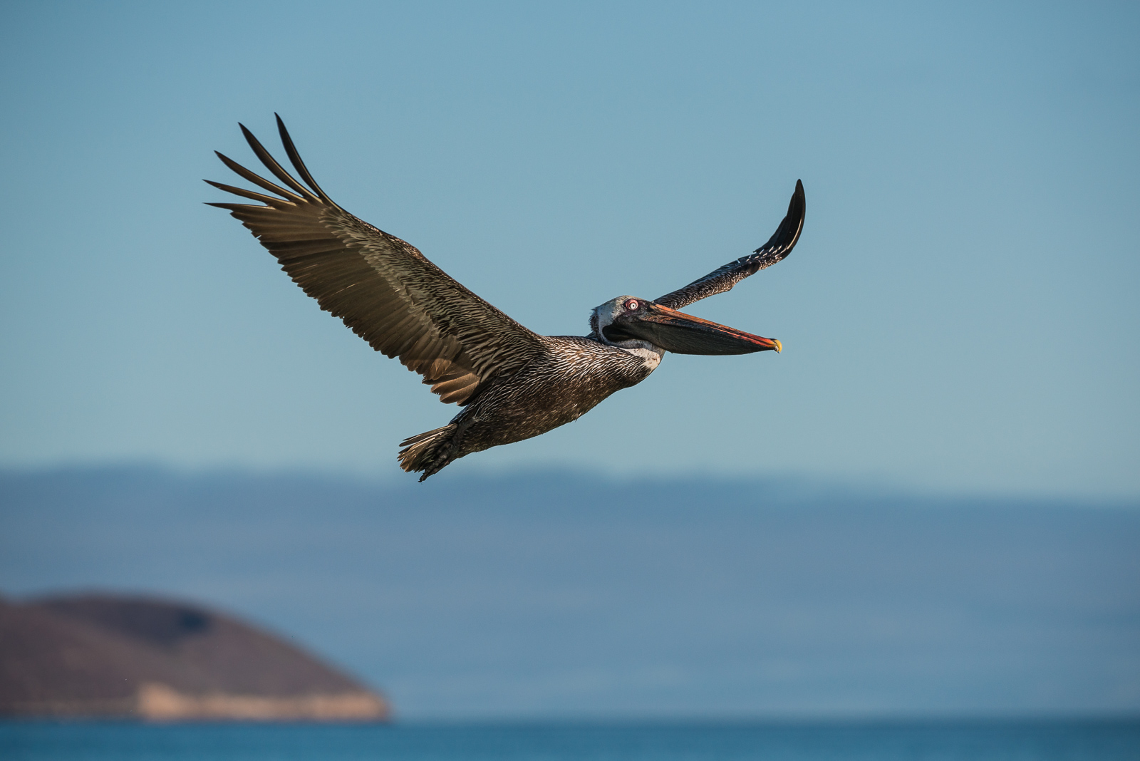Brown Pelican, Galapagos Islands, Ecuador