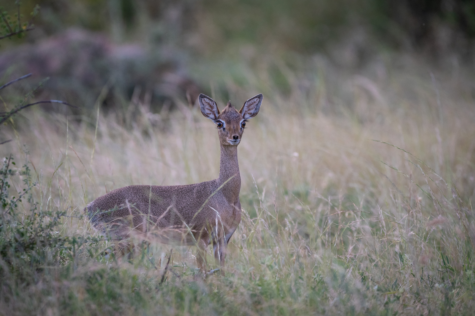 Kirk's Dik-Dik, Samburu National Reserve, Kenya