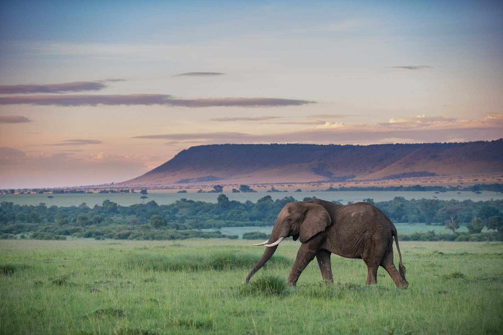 Elephant, Maasai Mara, Kenya