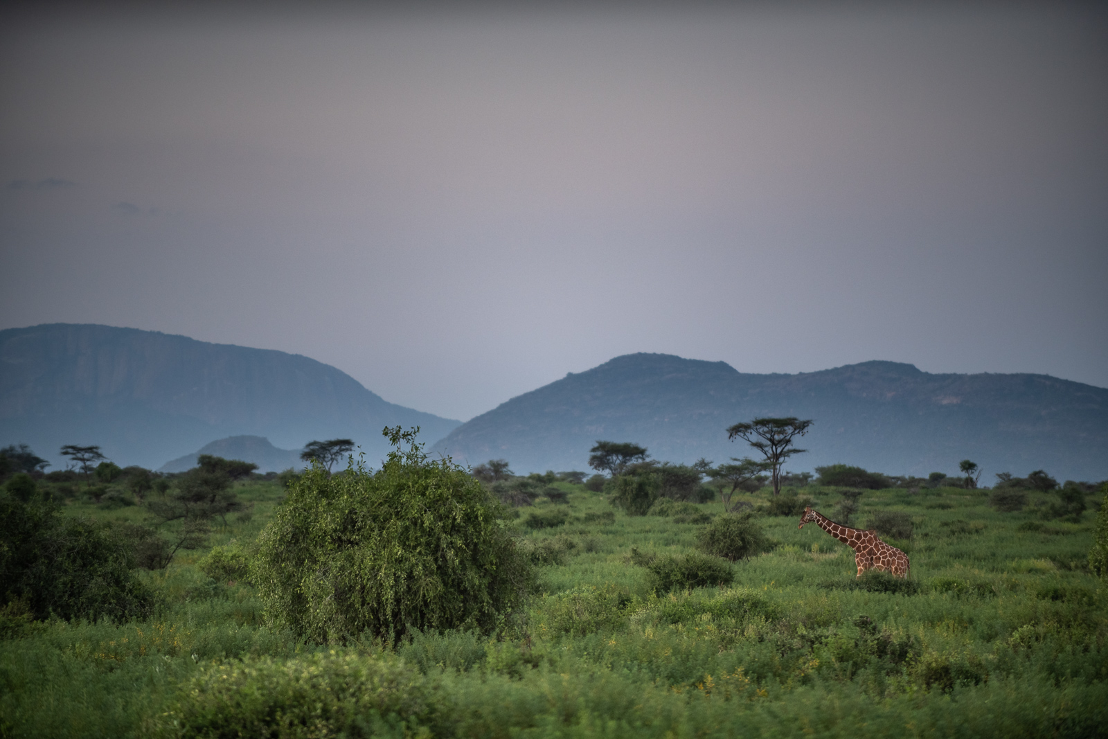 Reticulated Giraffe at Twilight, Samburu, Kenya