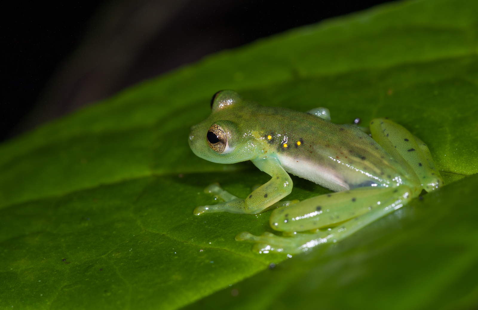 Glass Tree Frog, Cloud Forest, Ecuador