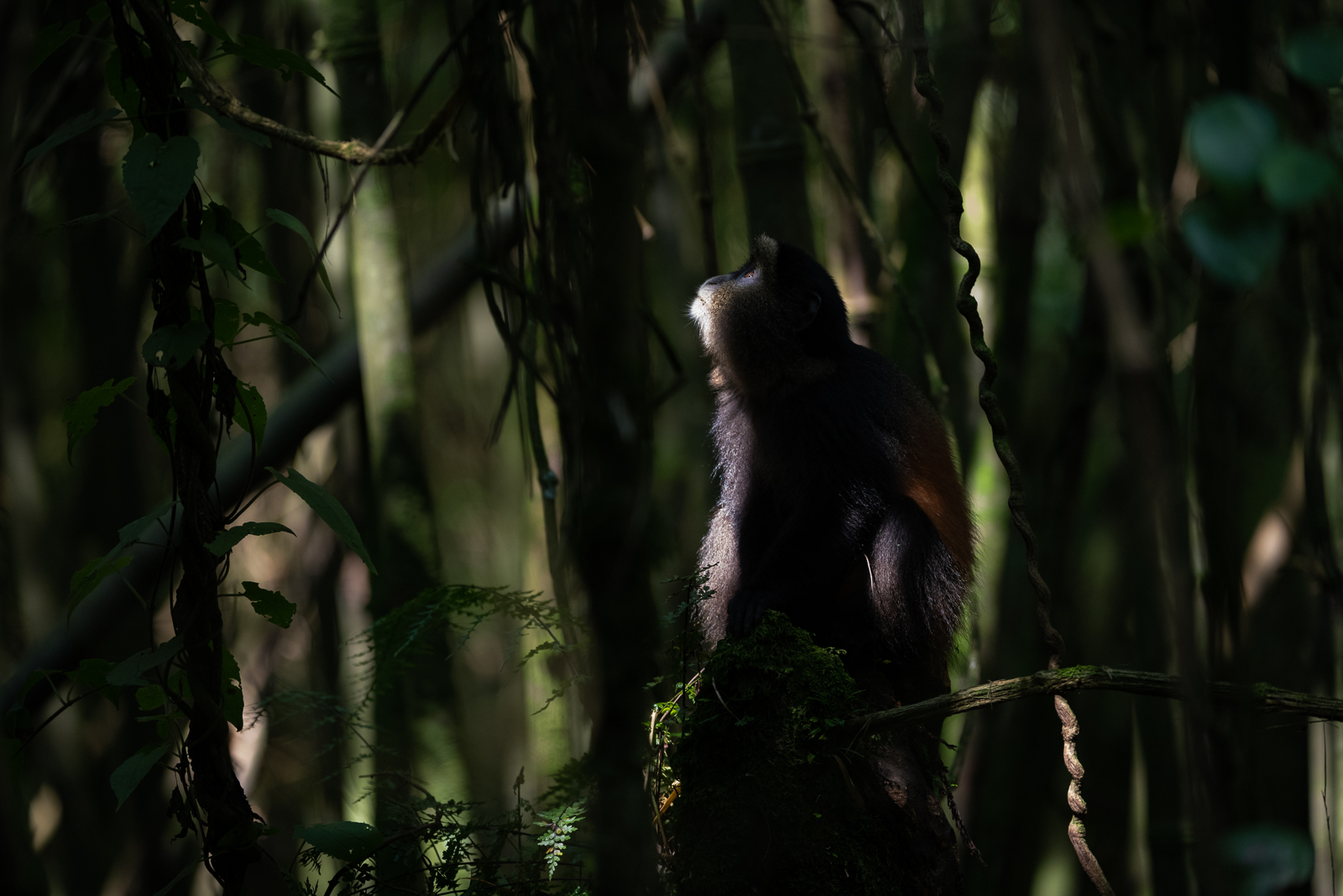 Golden Monkey, Mgahinga National Park, Uganda