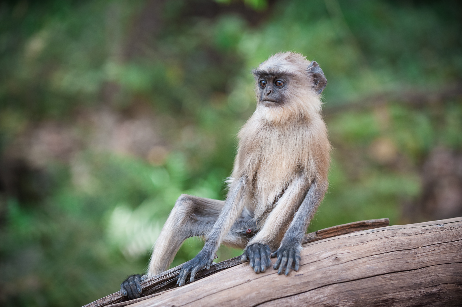 Hanuman Langur, Bandhavgarh National Park, India