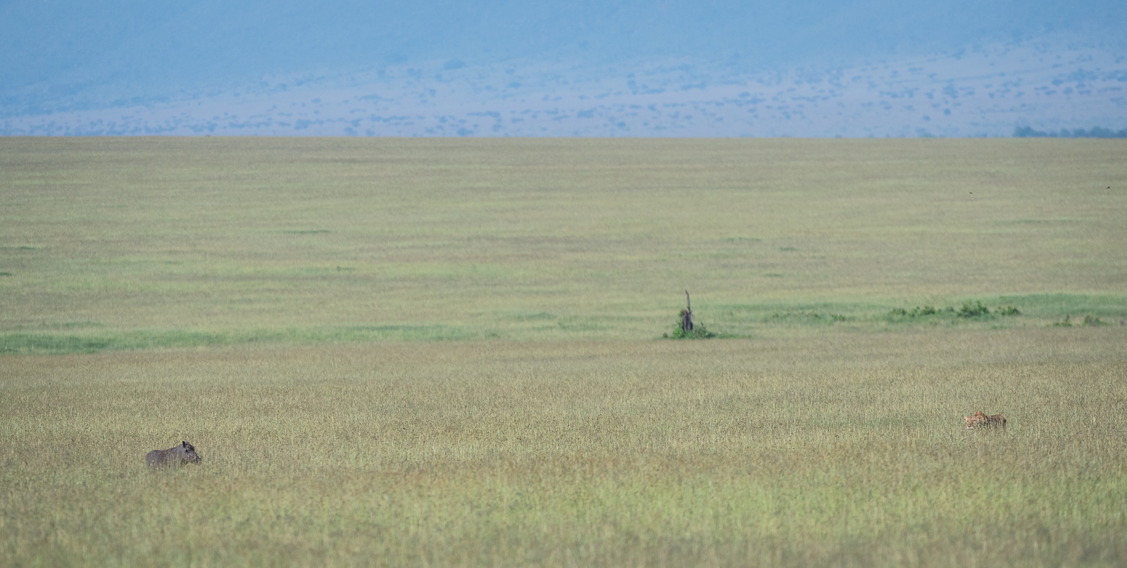 Lion and Warthog, Masai Mara, Kenya