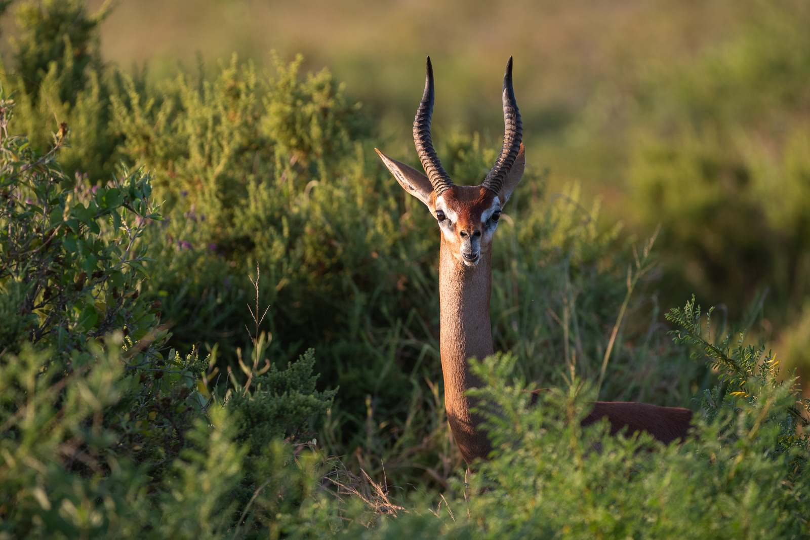 Male Gerenuk, Samburu National Reserve, Kenya