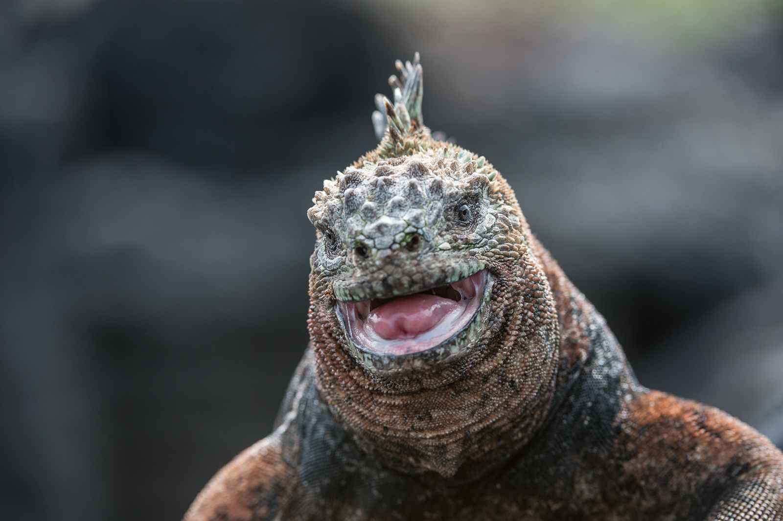 Marine Iguana, La Fe Island, Galapagos Islands, Ecuador