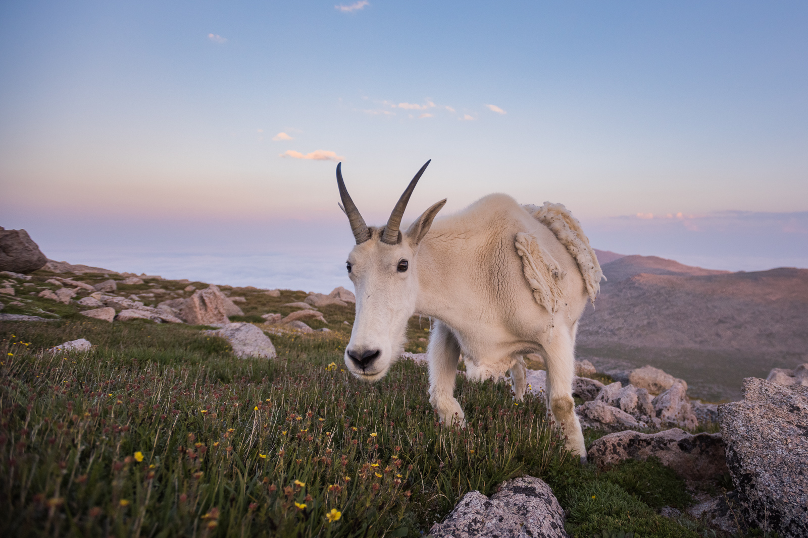 Mountain Goat, Mount Evans, Colorado