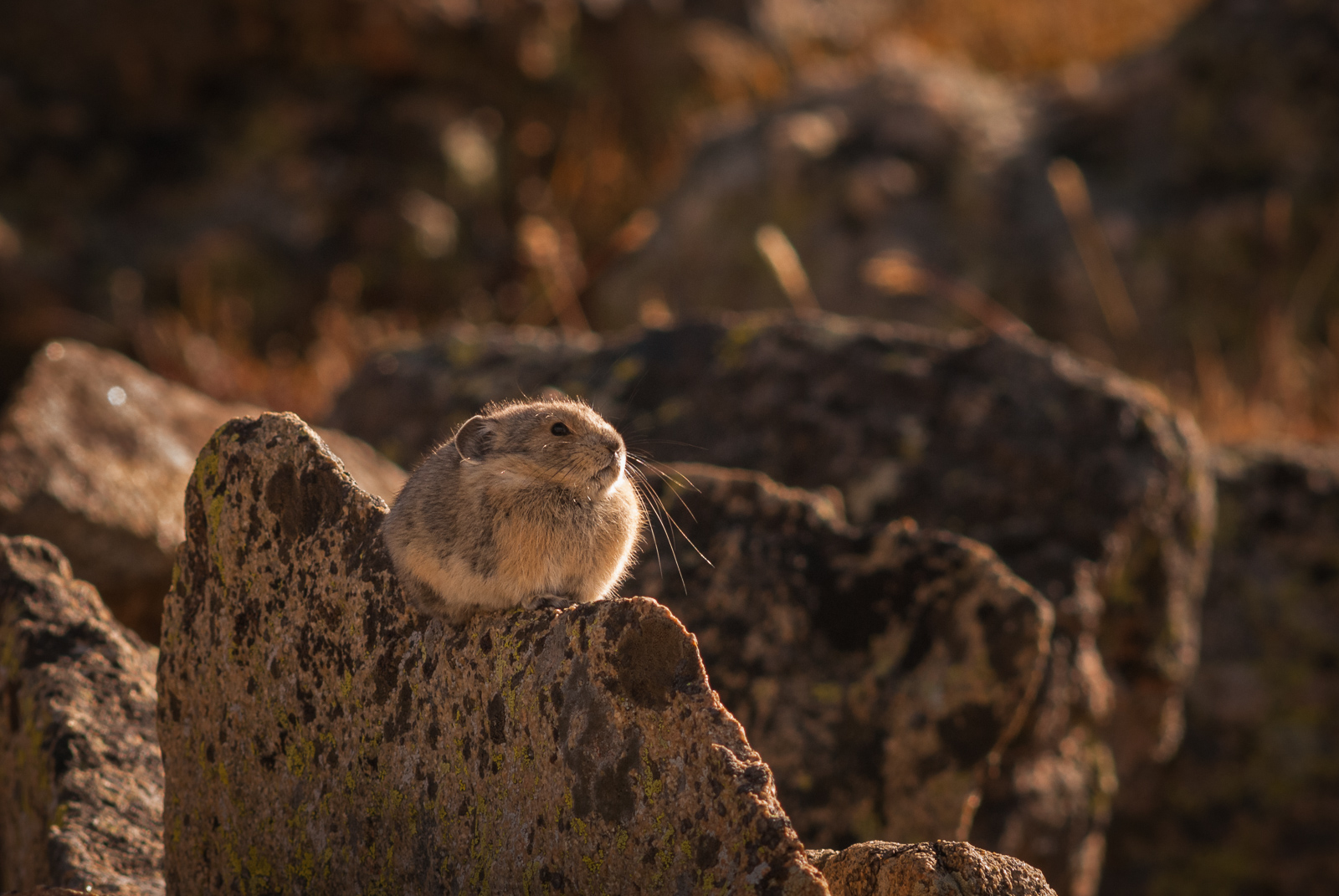 Pika, Rocky Mountain National Park, Colorado