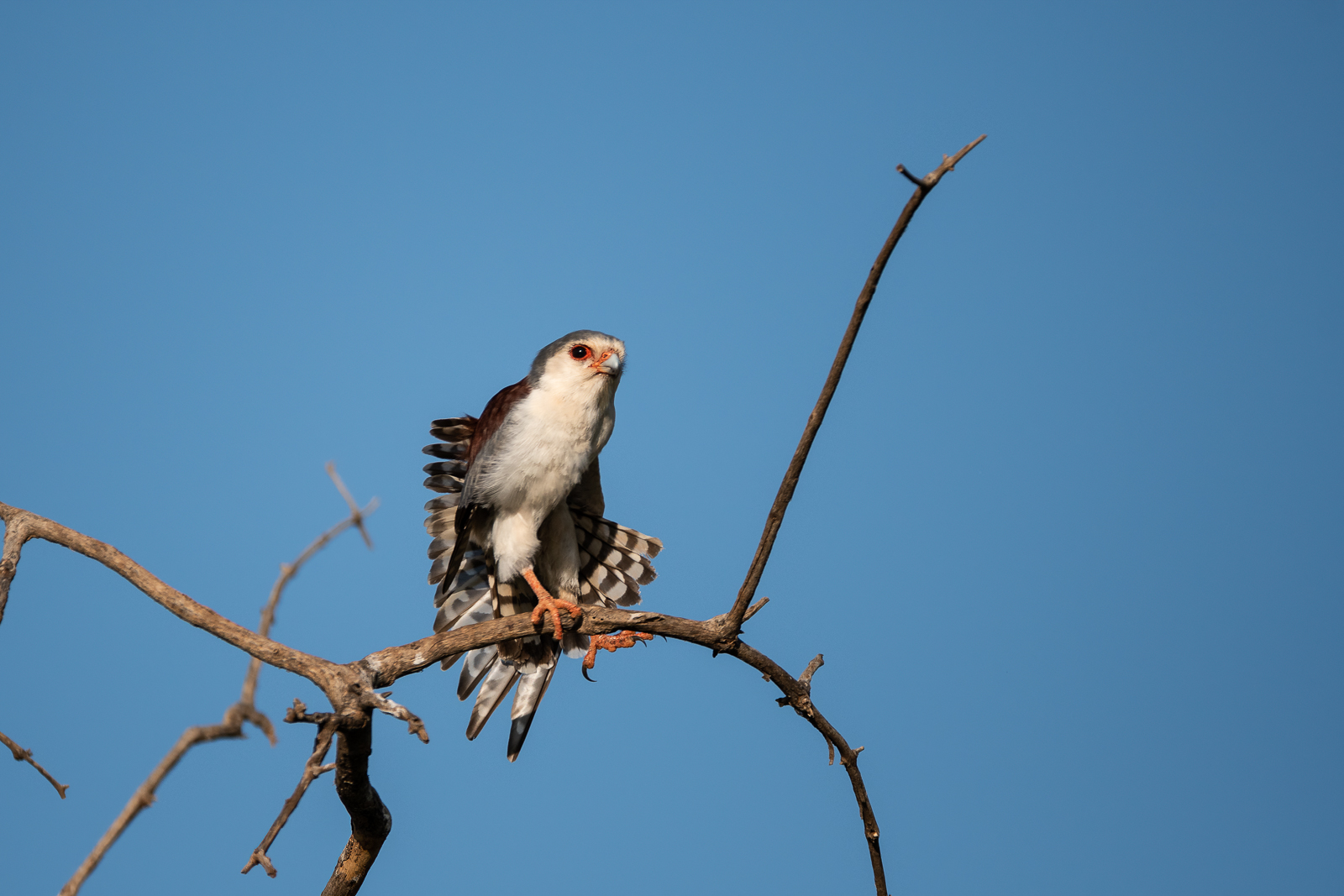 Pygmy Falcon, Samburu, Kenya