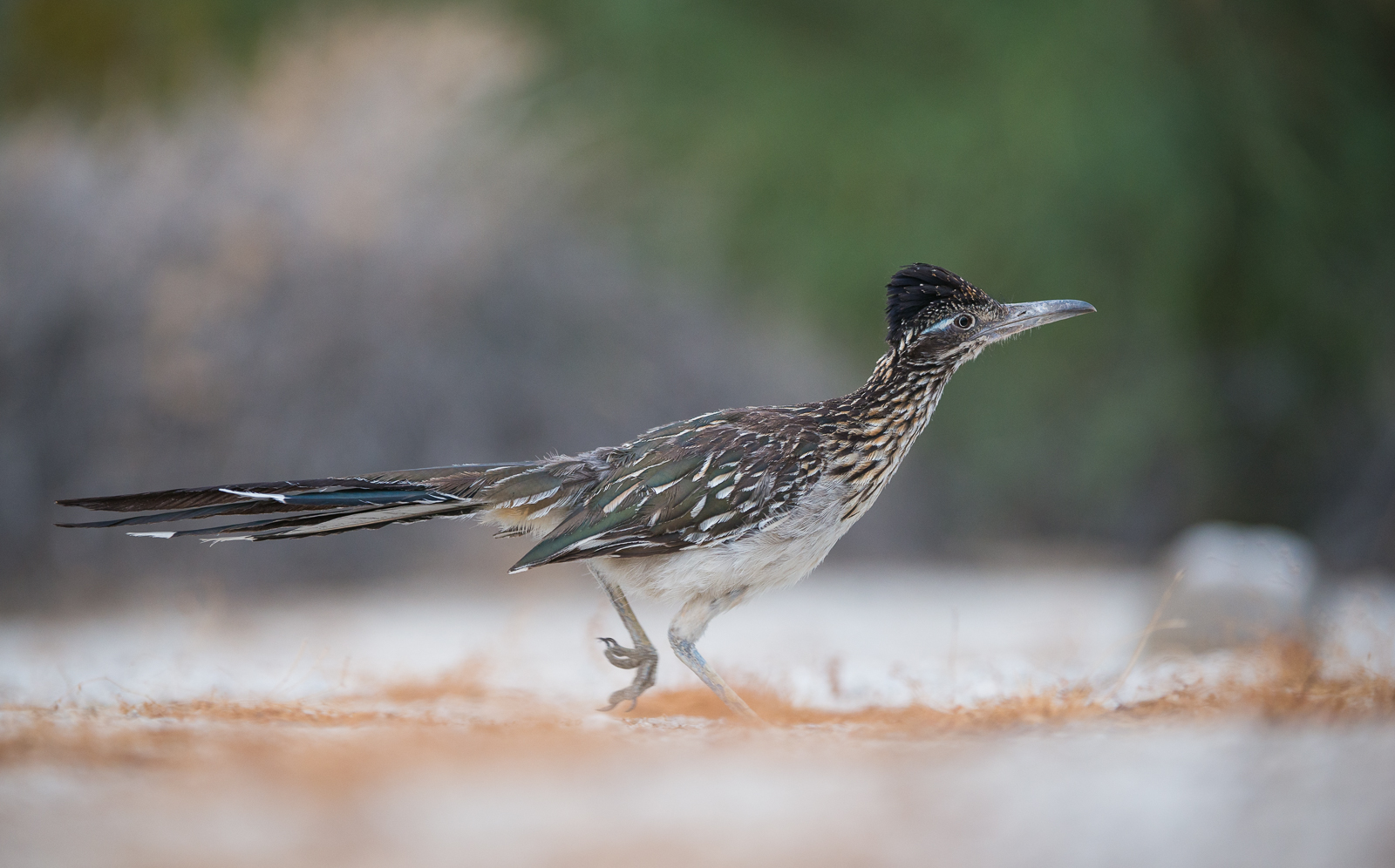Roadrunner, Anza-Borrego State Park, California
