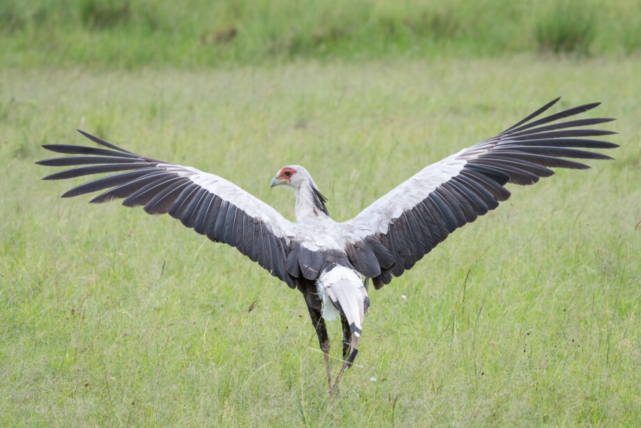 Secretary Bird | Sean Crane Wildlife