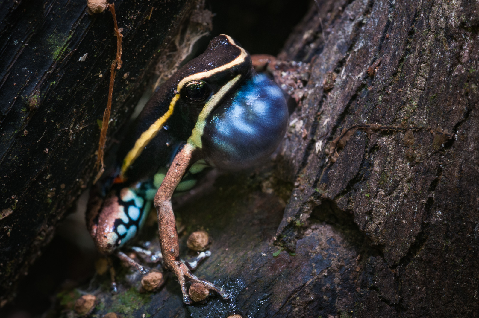 Spot-Flanked Poison Dart Frog, Madidi National Park, Bolivia