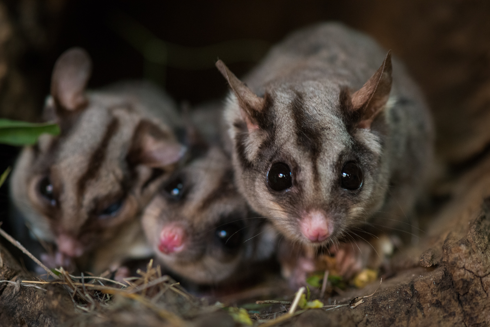 Sugar Gliders, Bonorong Wildlife Sanctuary, Tasmania