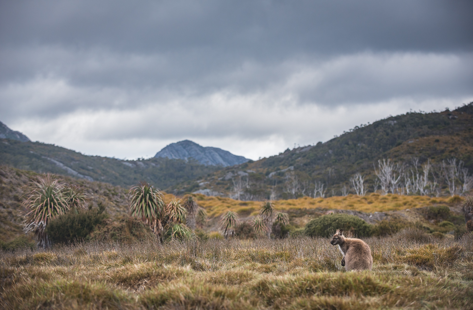 Bennett's Wallaby, Cradle Mountain National Park, Tasmania, Australia