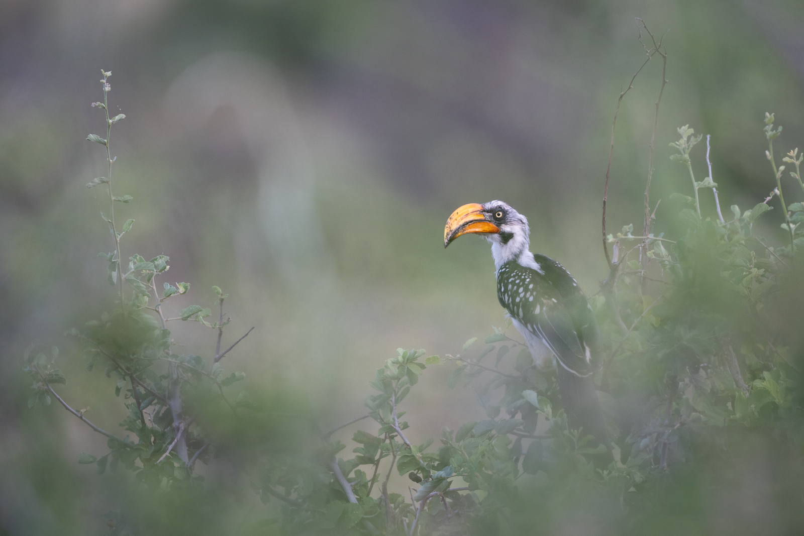 Northern Yellow-Billed Hornbill, Samburu National Reserve, Kenya