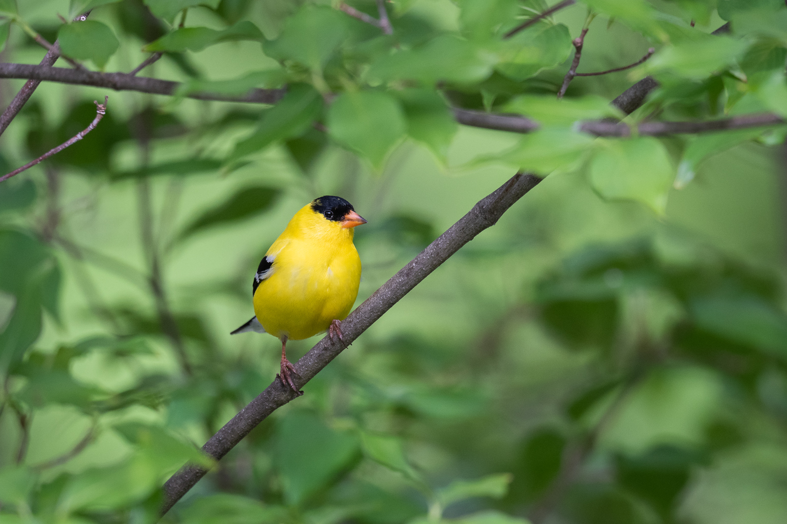 American Goldfinch, Farmington, CT