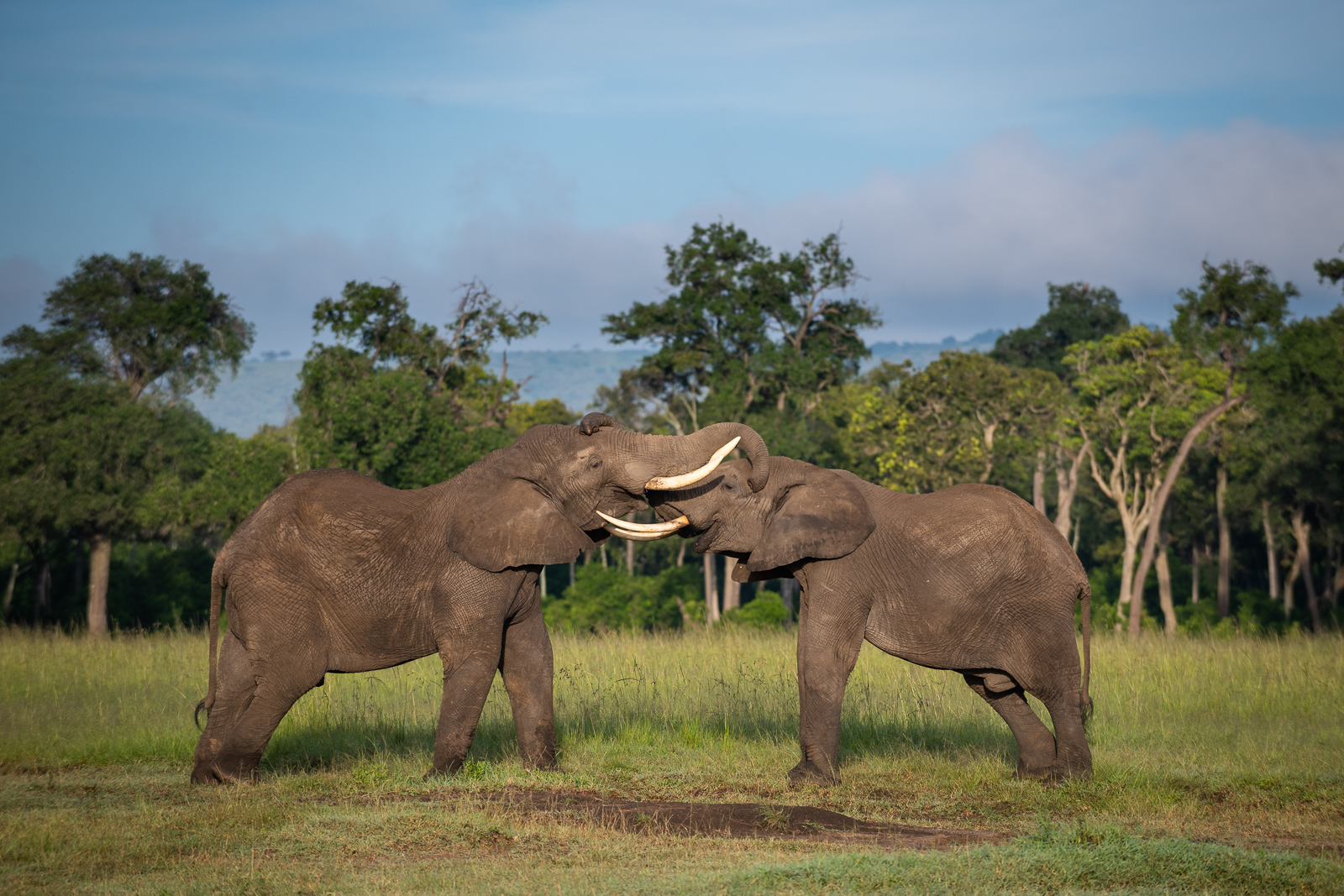 Elephant Fight, Maasai Mara, Kenya