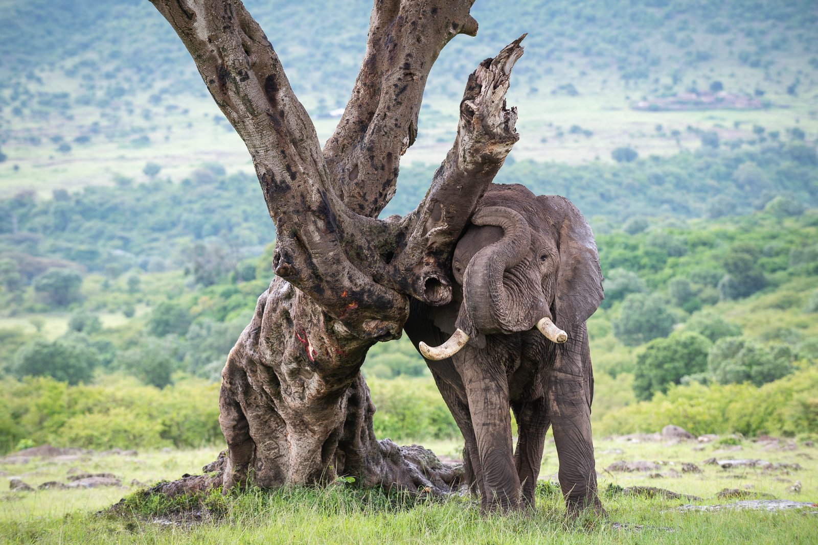 African Bush Elephant, Masai Mara, Kenya
