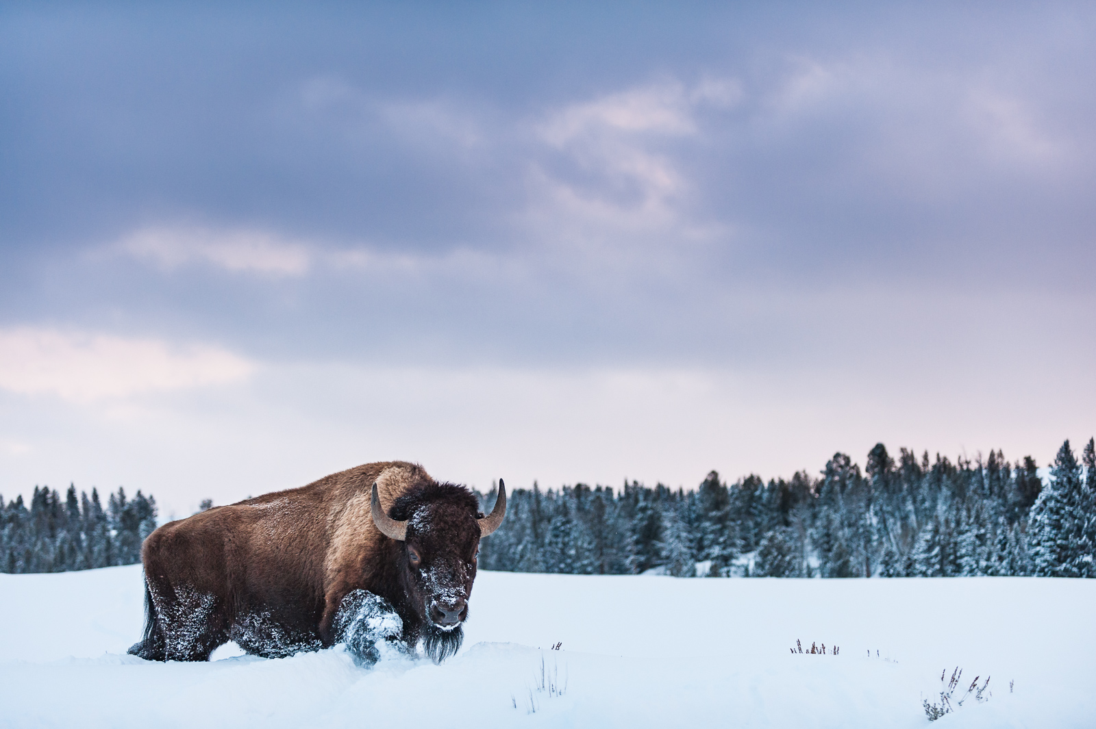 Bison in Snow, Yellowstone National Park, Wyoming