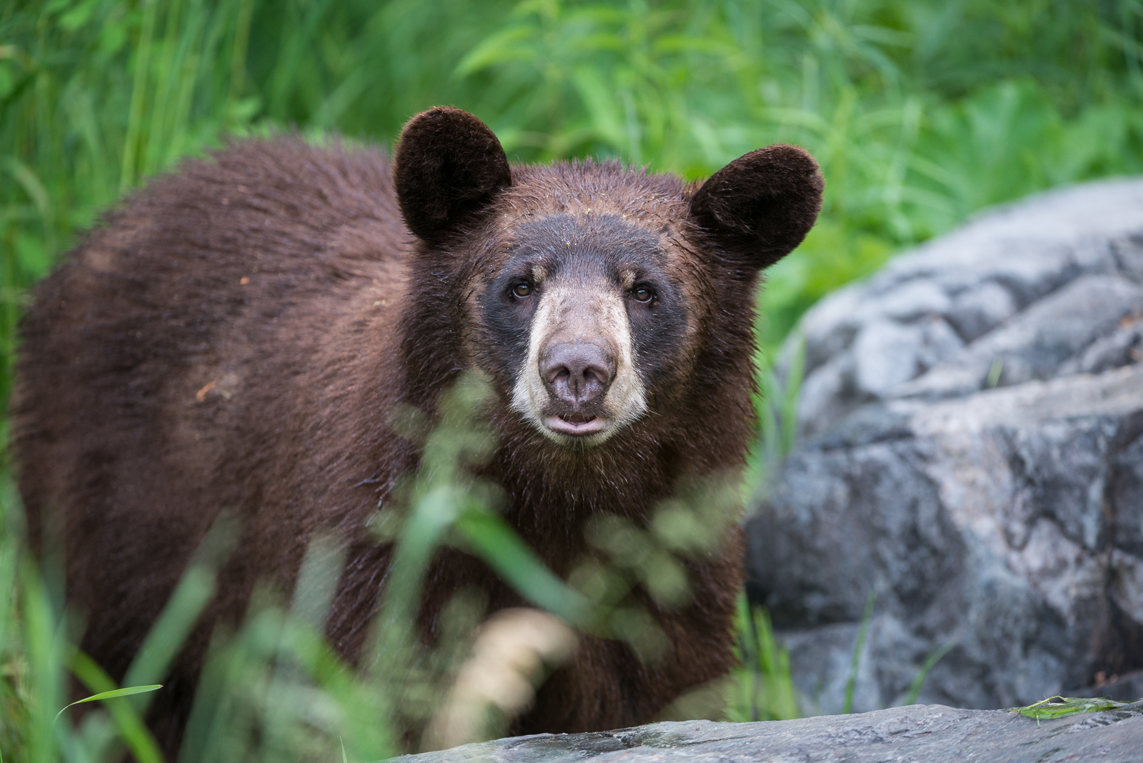 Black Bear, Minnesota