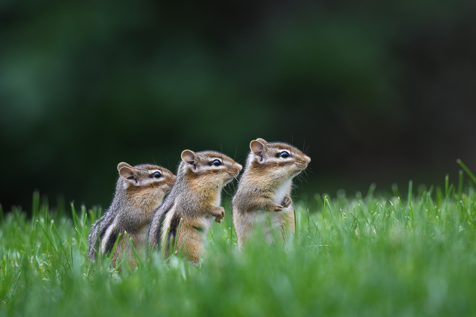 Chipmunks, Farmington, Connecticut