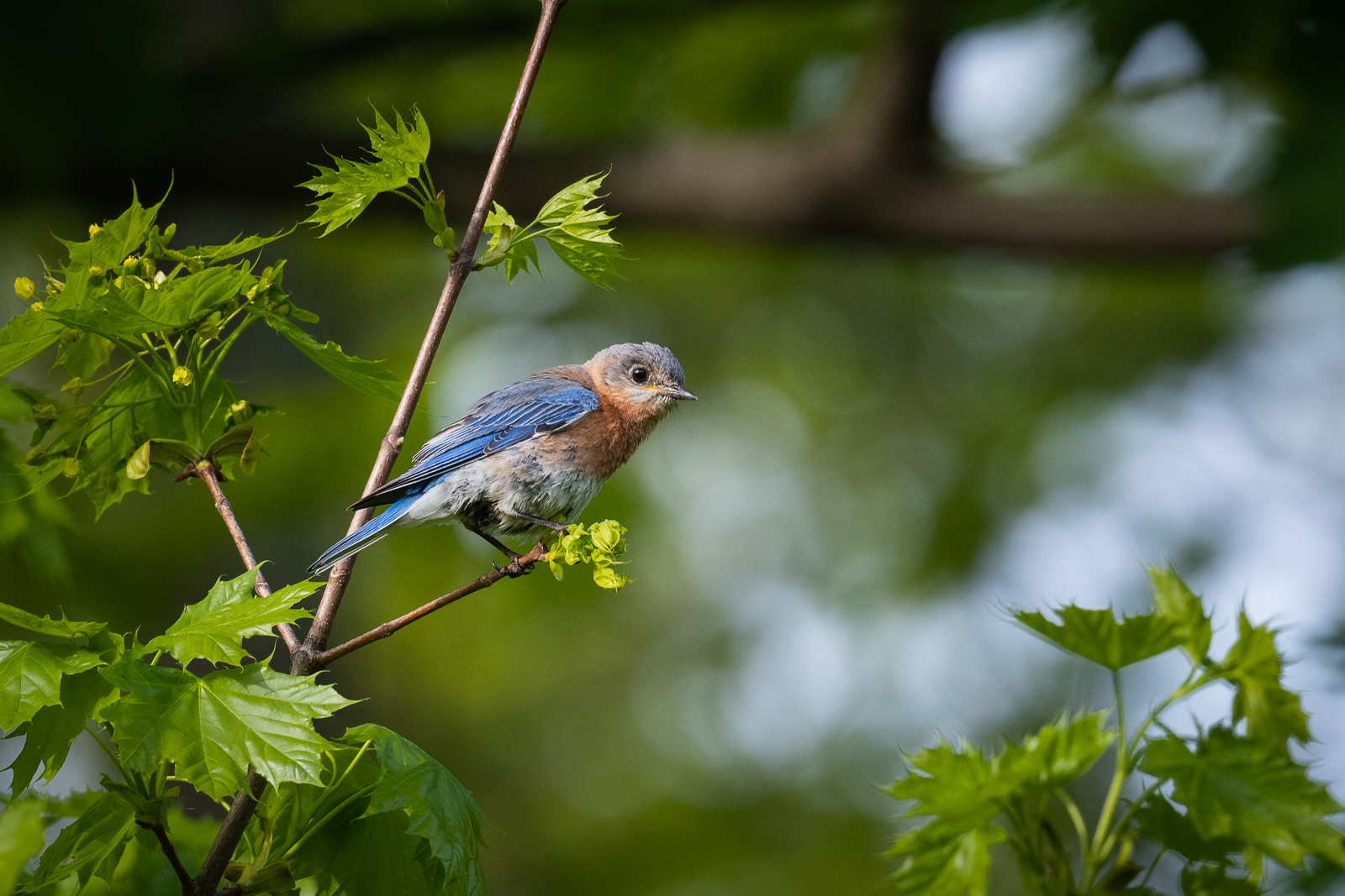 Eastern Bluebird, Farmington, Connecticut