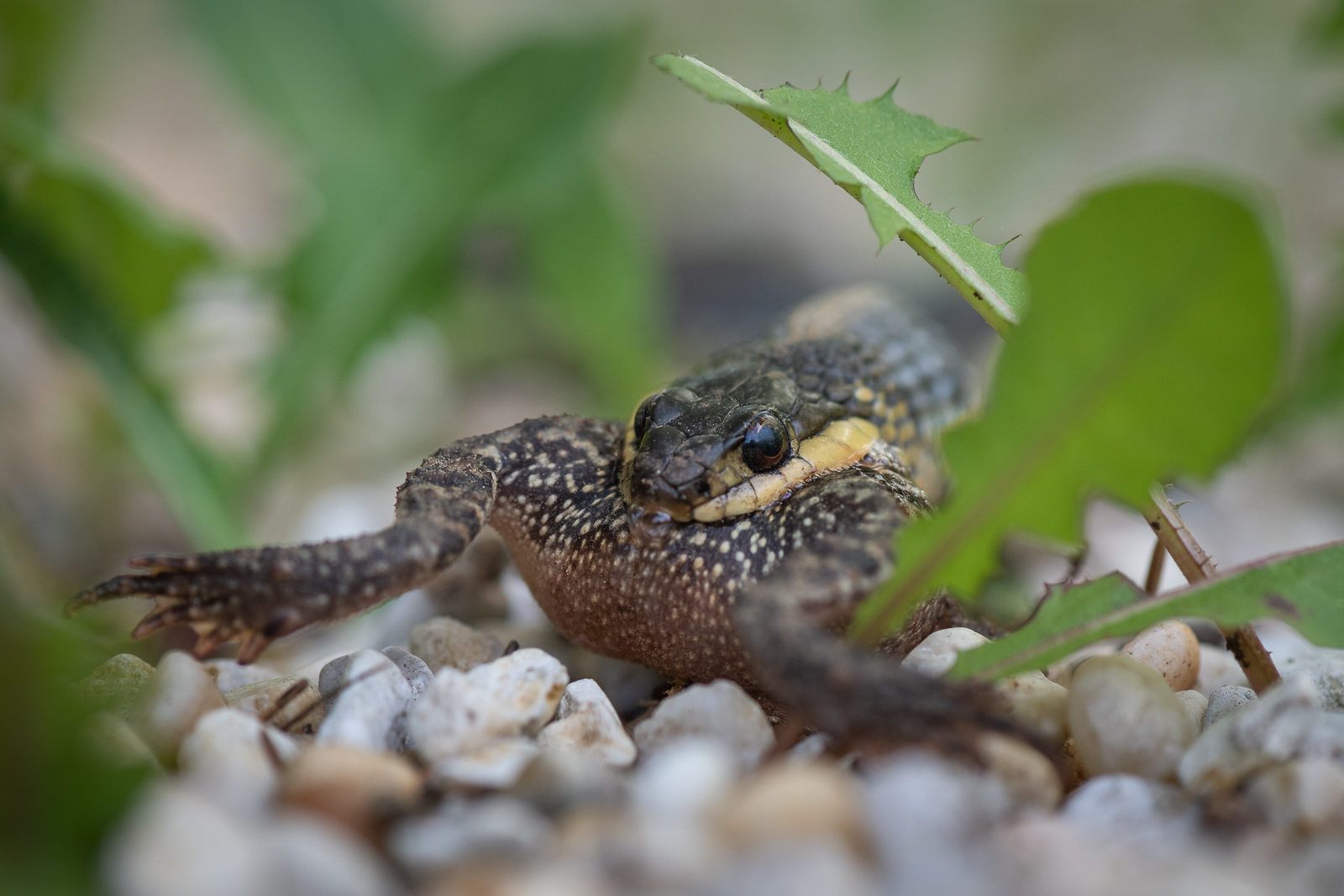 Common Garter Snake with Spadefoot Toad, Farmington, Connecticut