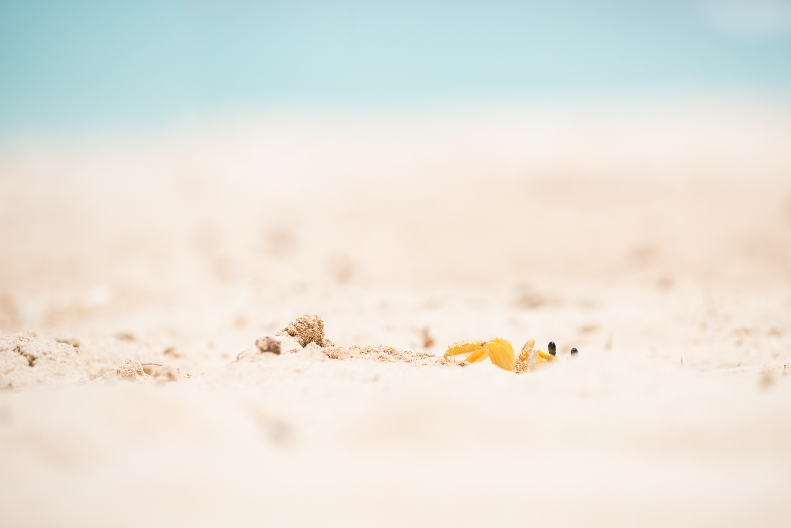 Atlantic Ghost Crab, Barbados
