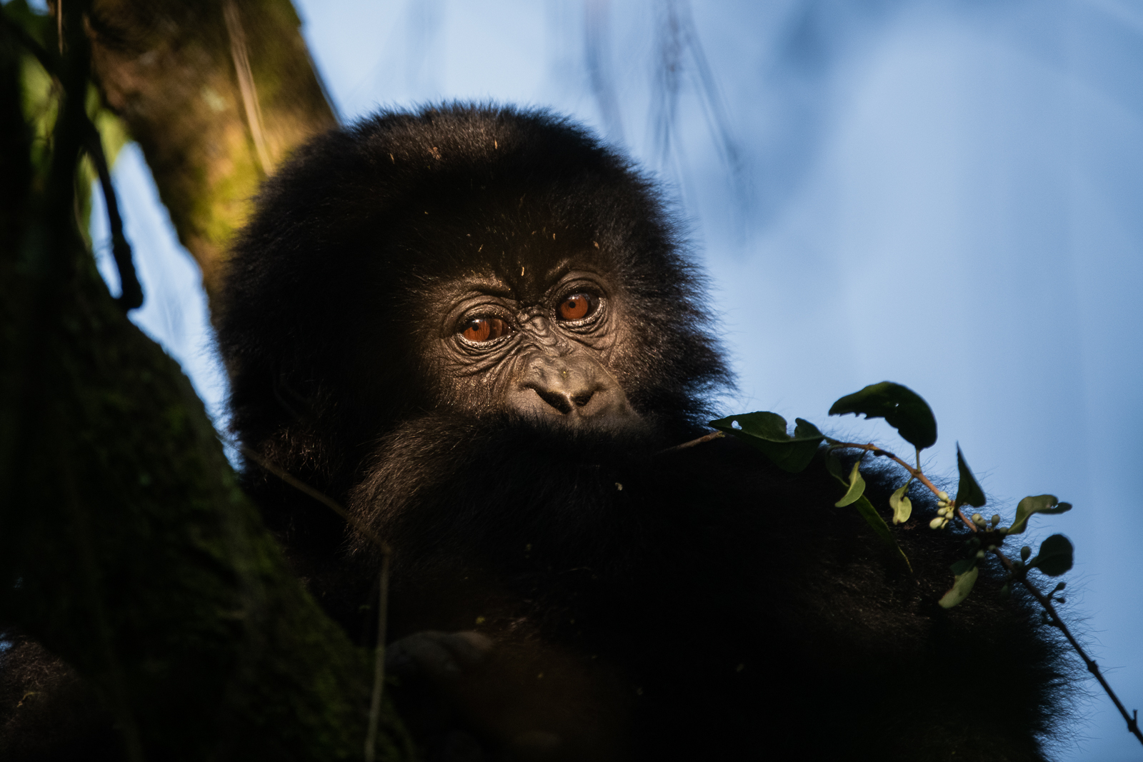 Gorilla, Mgahinga National Park, Uganda