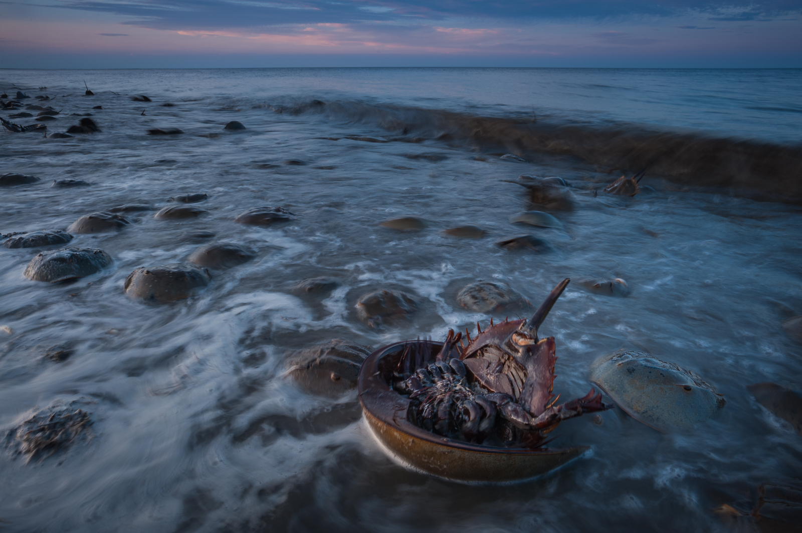 Horseshoe Crab Spawn, Cape May, New Jersey