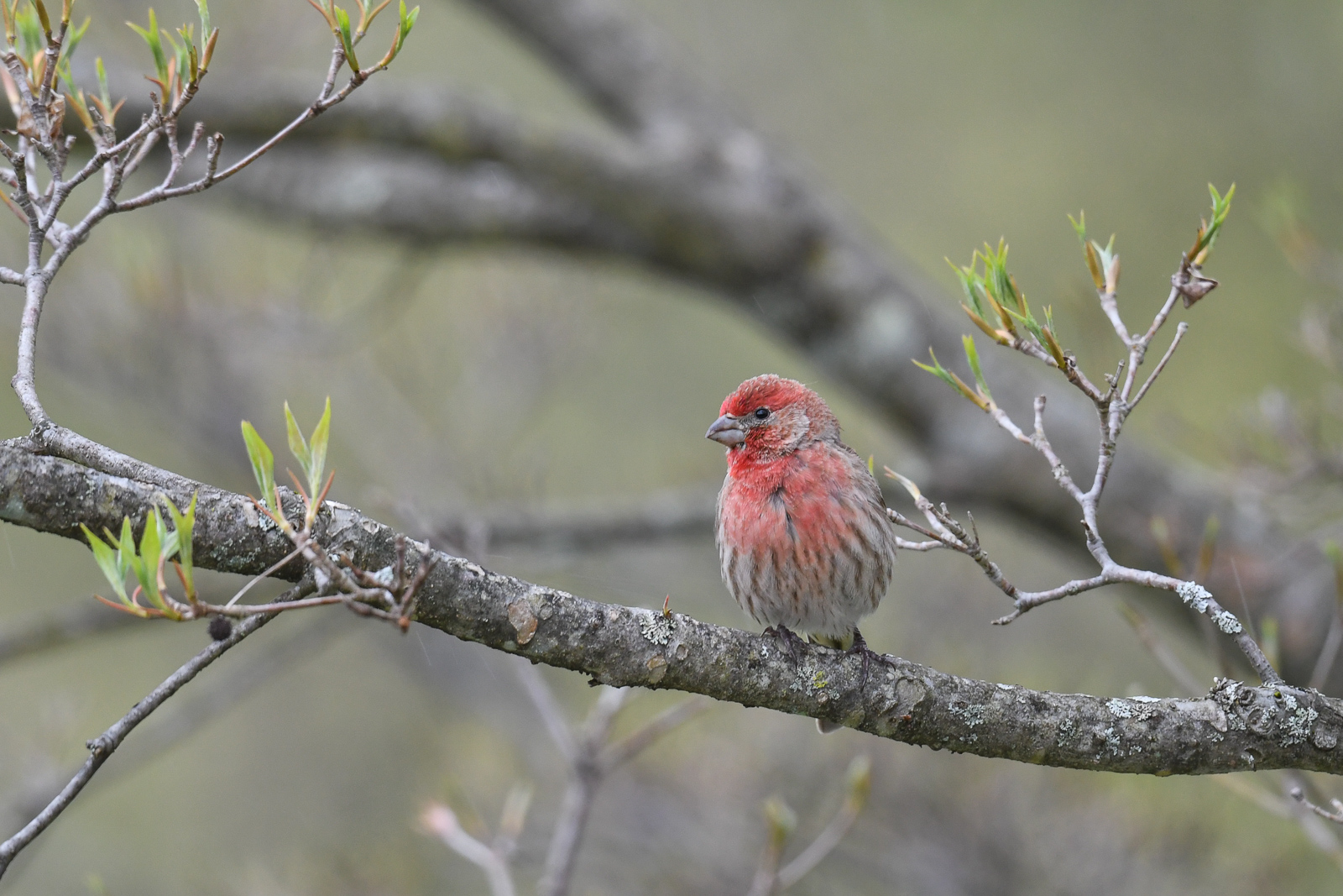 House Finch, Farmington, Connecticut