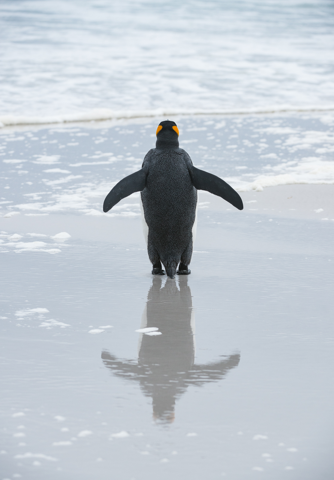 King Penguin, Volunteer Point, Falkland Islands