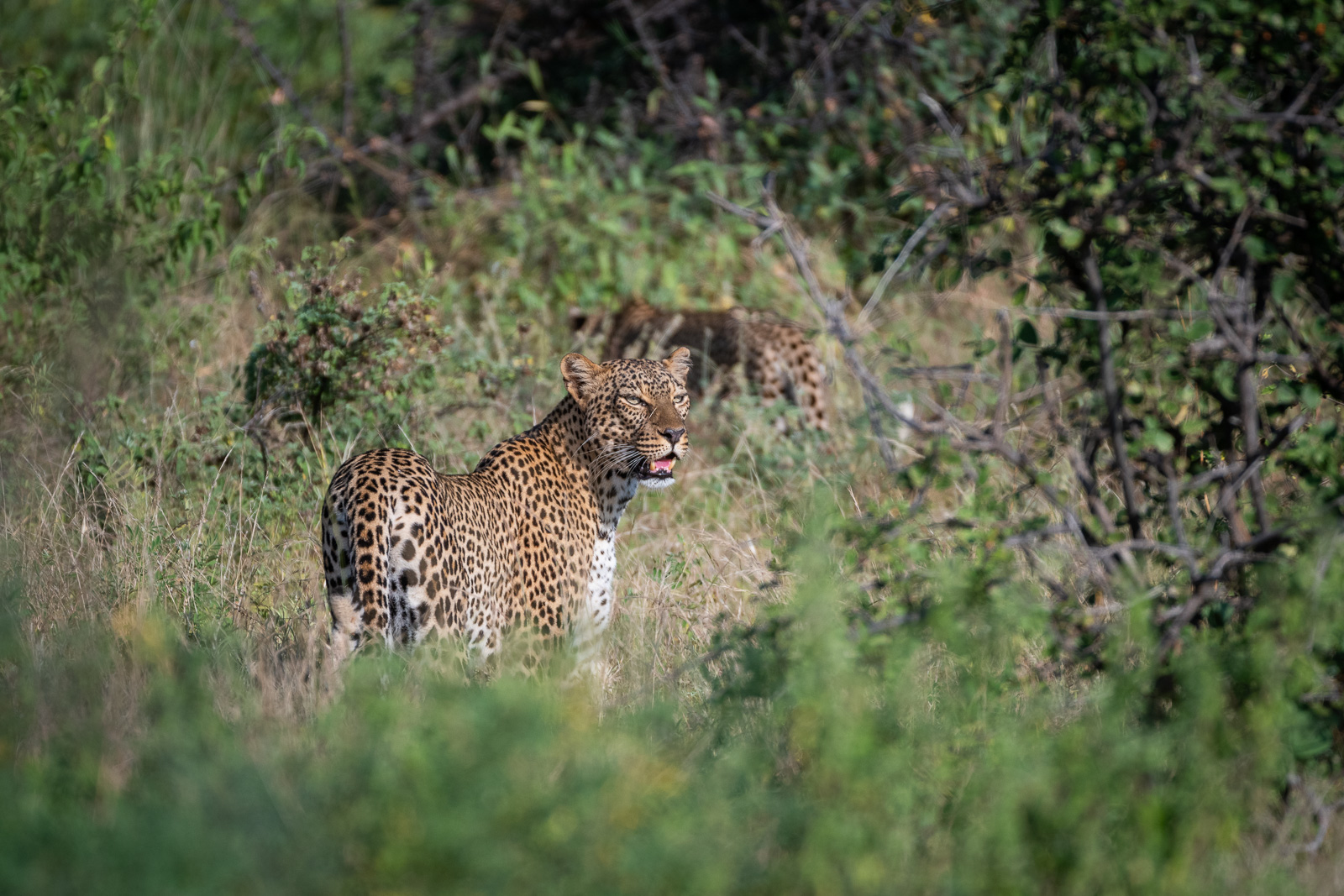 Leopard, Samburu National Reserve, Kenya