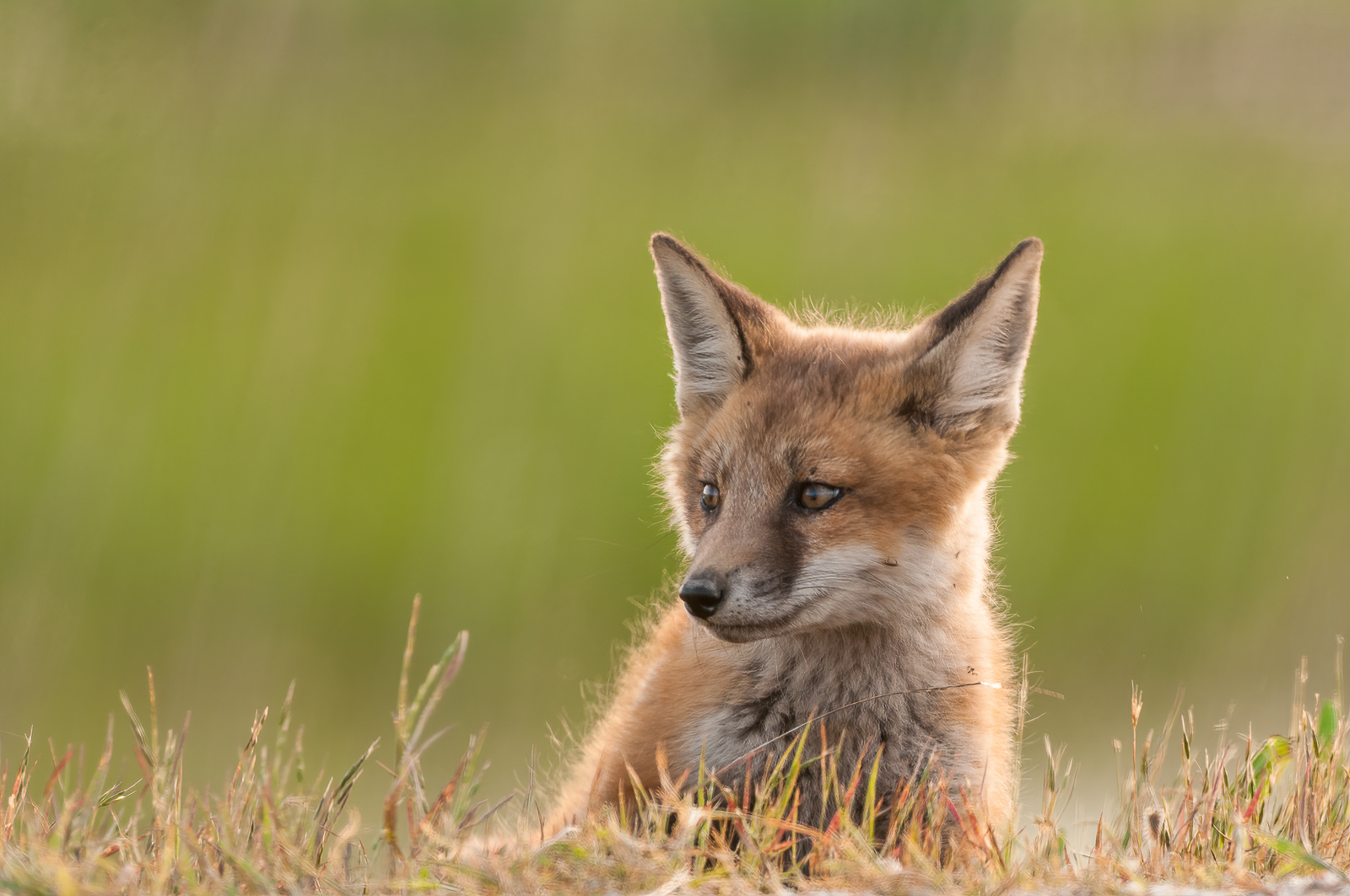 Red Fox, Bombay Hook National Wildlife Refuge, Delaware