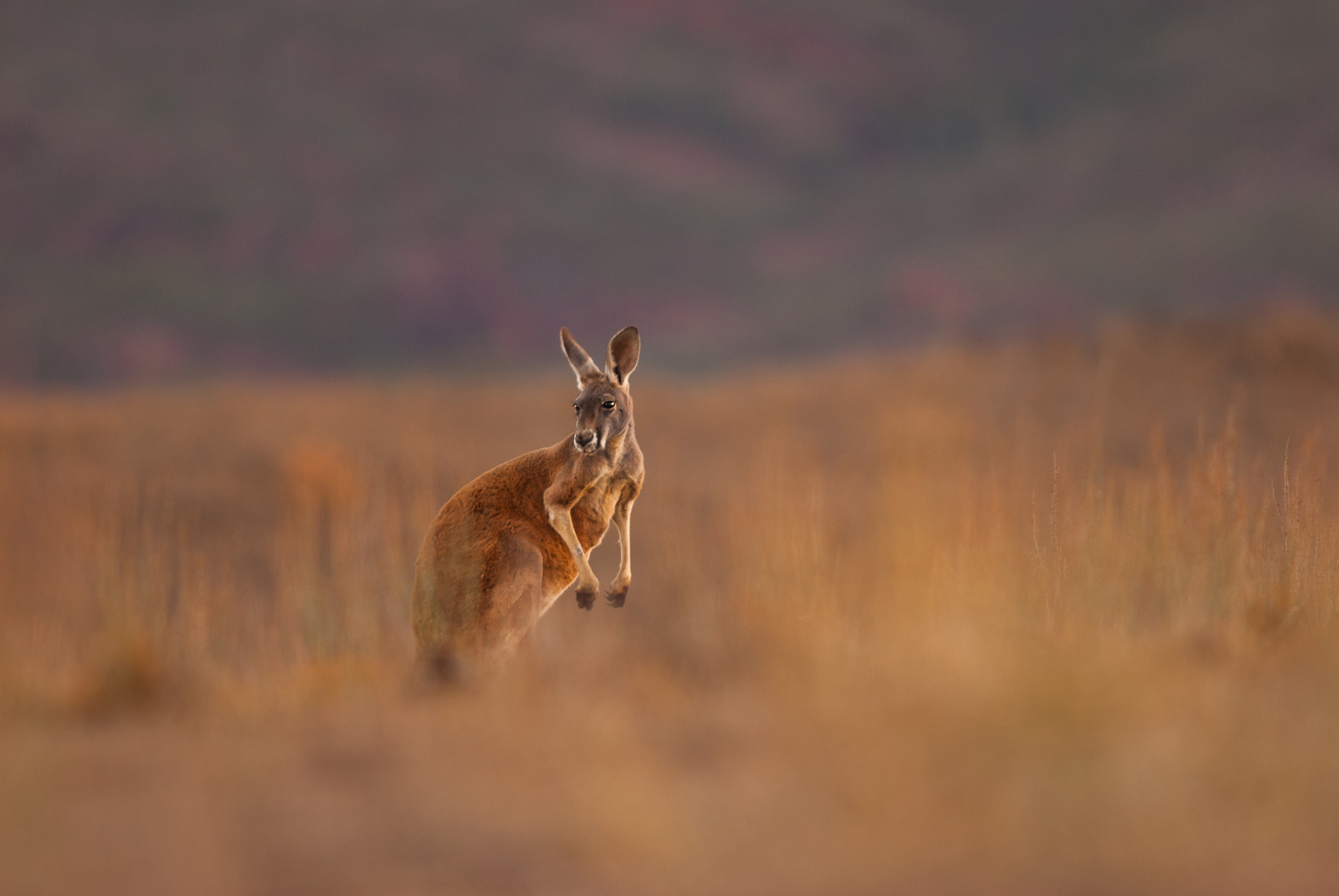 Red Kangaroo, Flinders Ranges National Park, South Australia