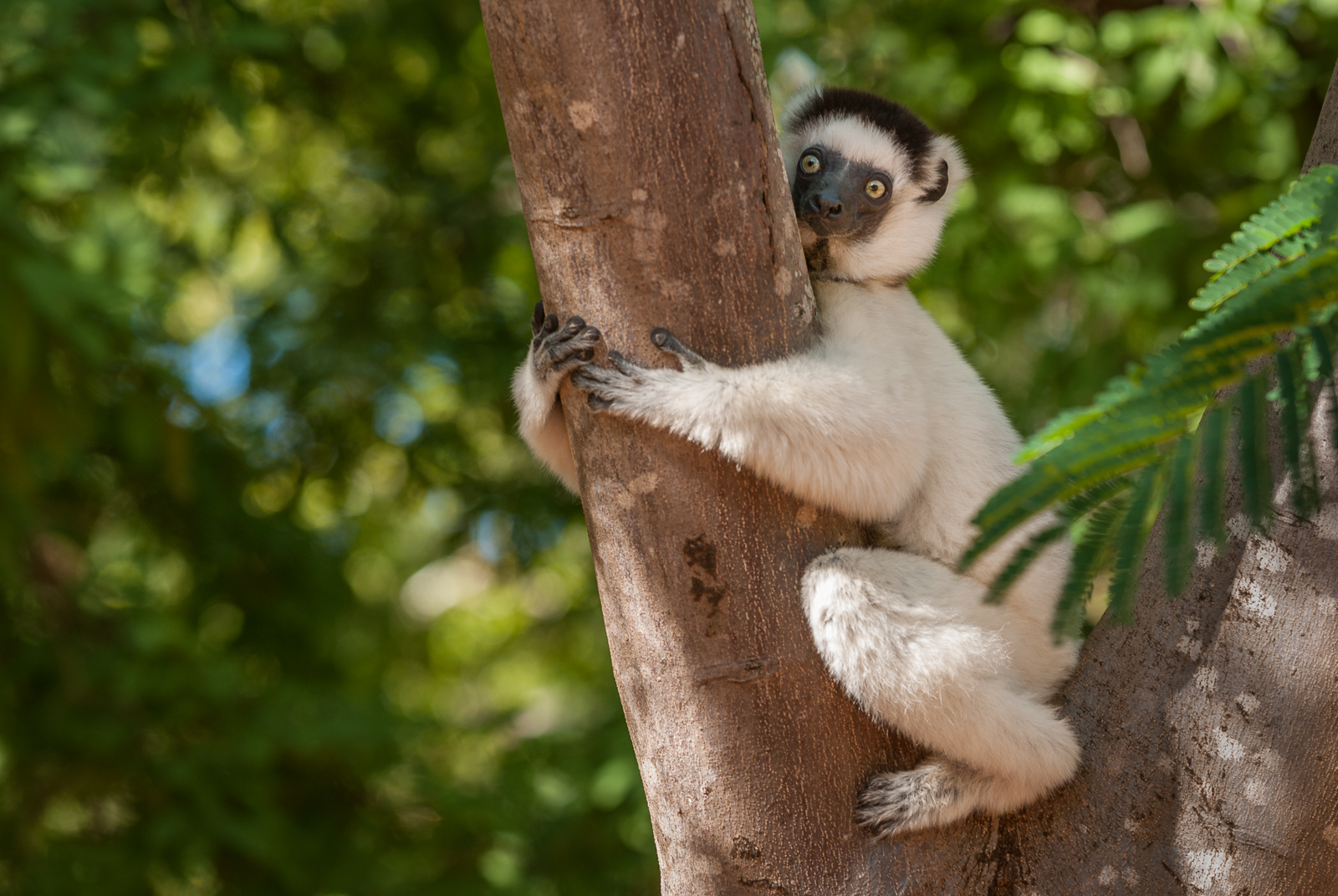 Verreaux's Sifaka, Berenty Private Reserve, Madagascar