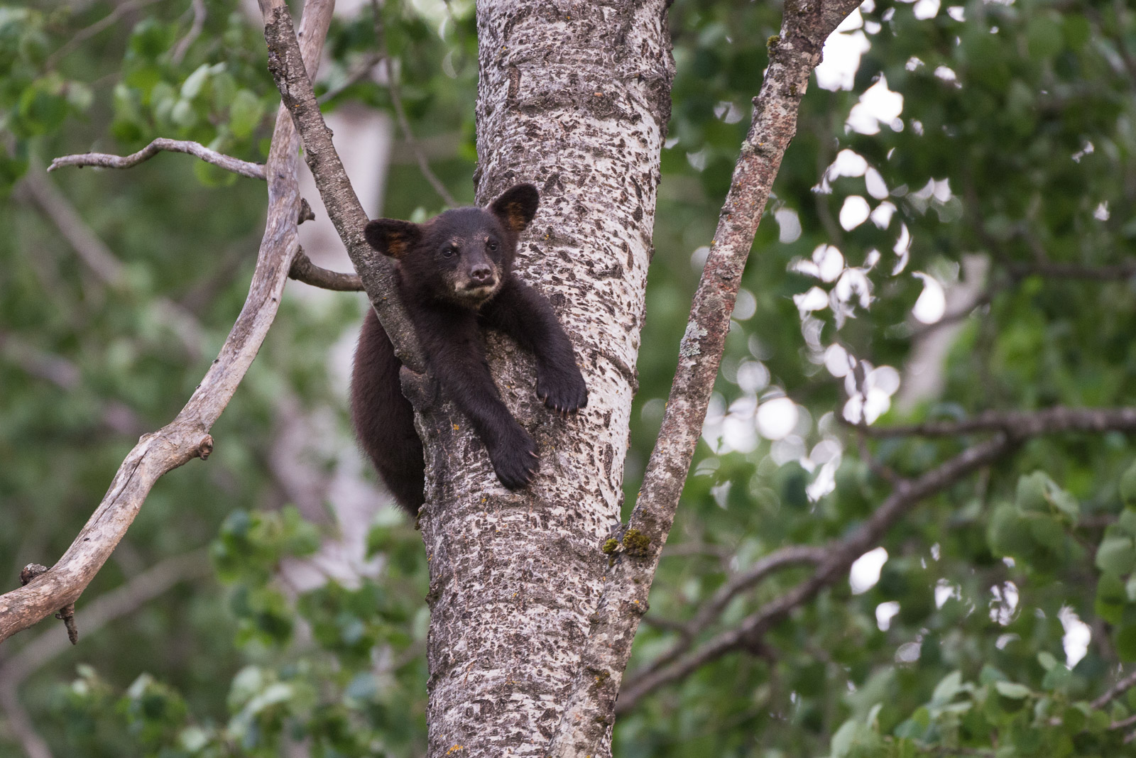 Black Bear Cub, Minnesota