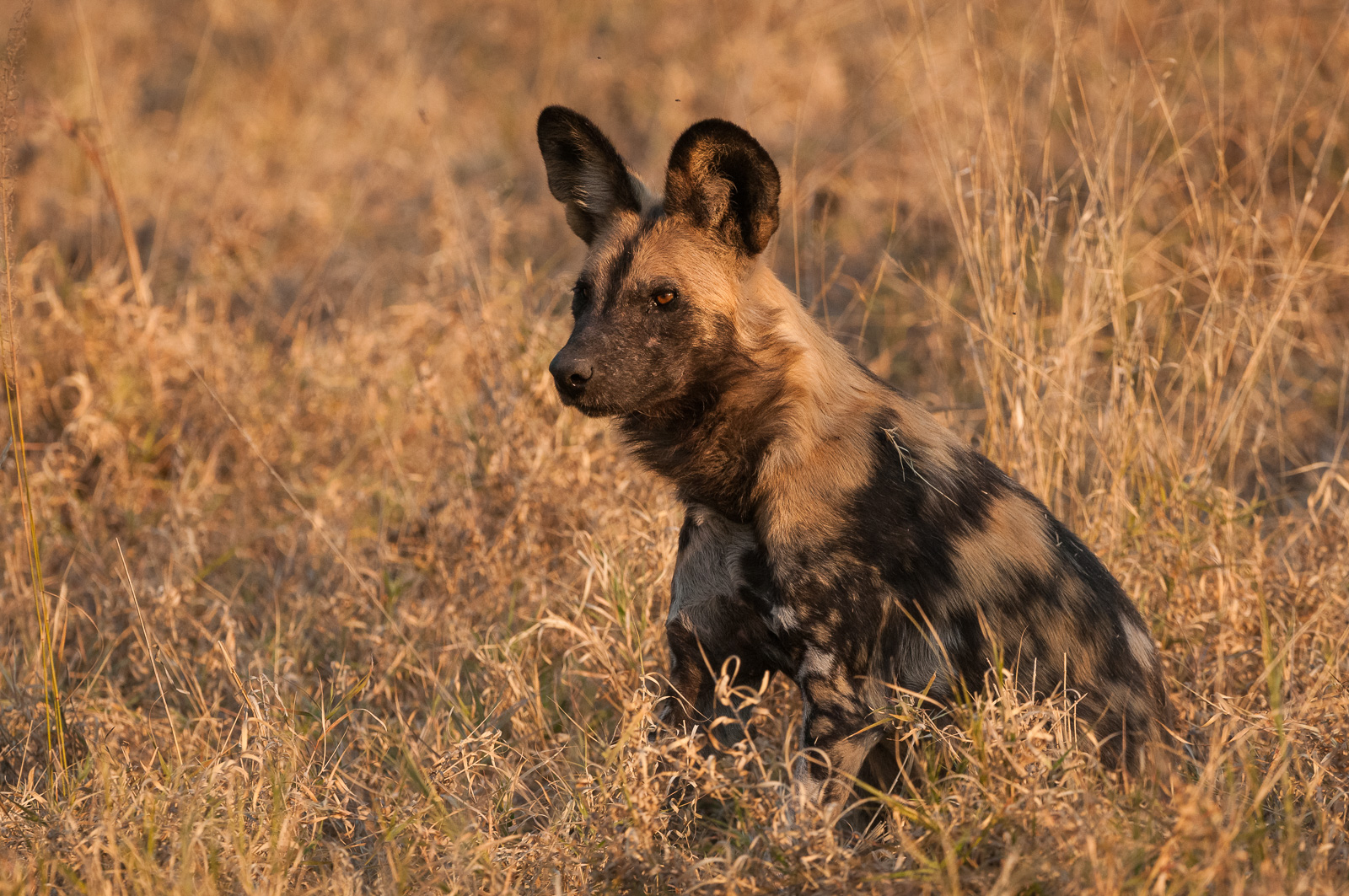 African Wild Dog, Linyanti, Botswana
