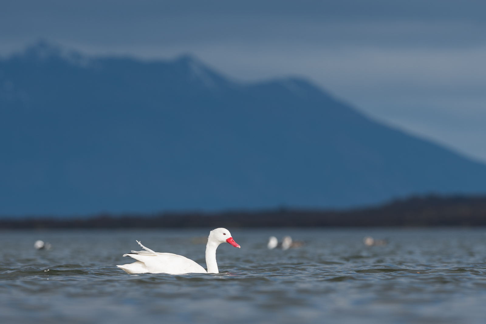 Coscoroba Swan, Puerto Natales, Chile