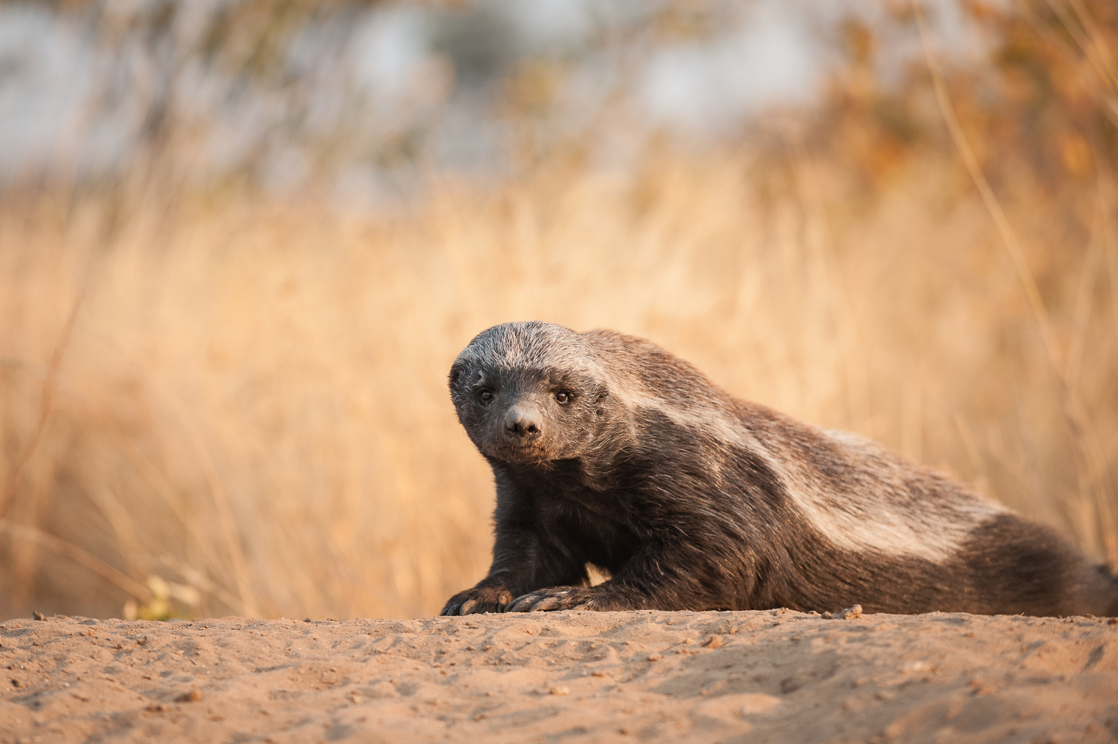 Ratel (Honey Badger), Central Kalahari, Botswana
