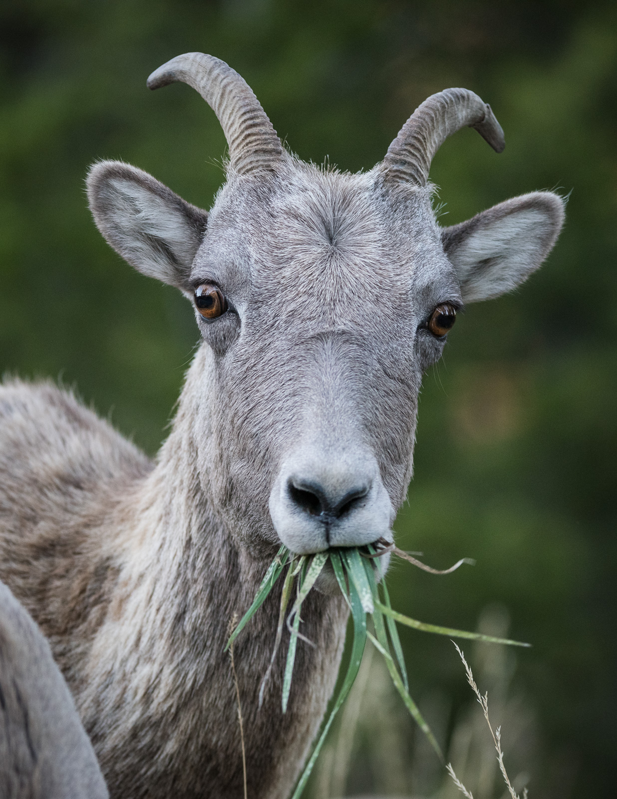 Bighorn Ewe, Yellowstone National Park, Wyoming