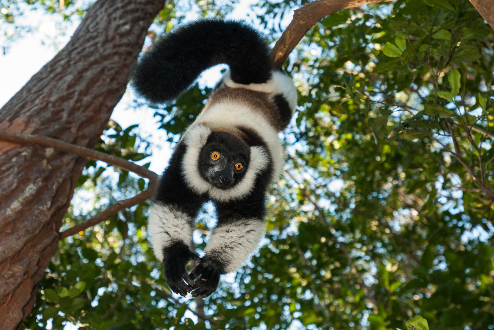 Black and White Ruffed Lemur, Madagascar