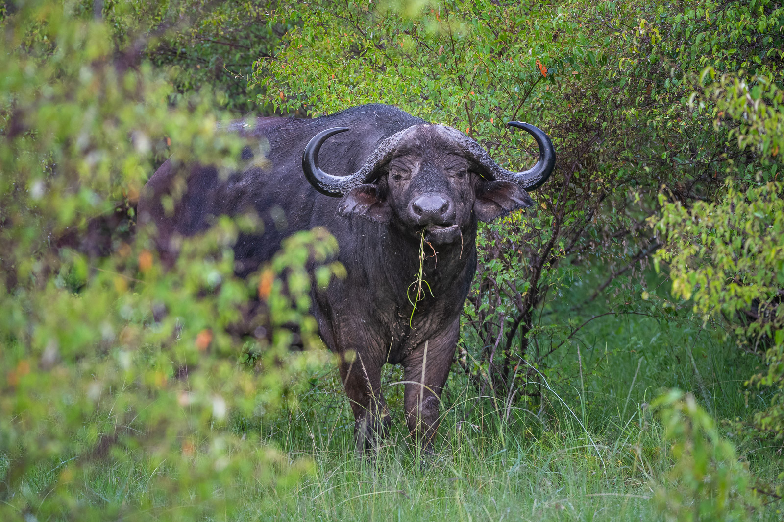 Cape Buffalo, Masai Mara, Kenya