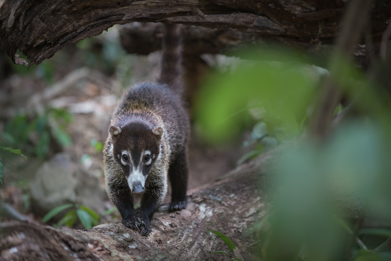 Coati, Corcovado National Park, Costa Rica