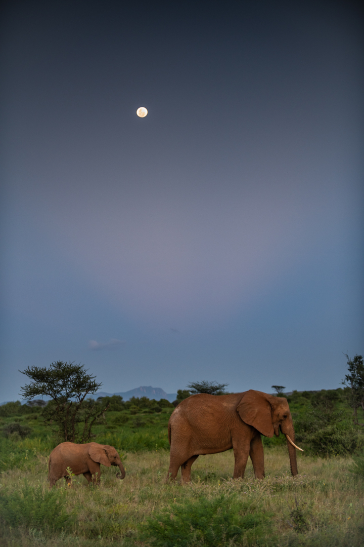 Elephants and Moon, Samburu National Reserve, Kenya