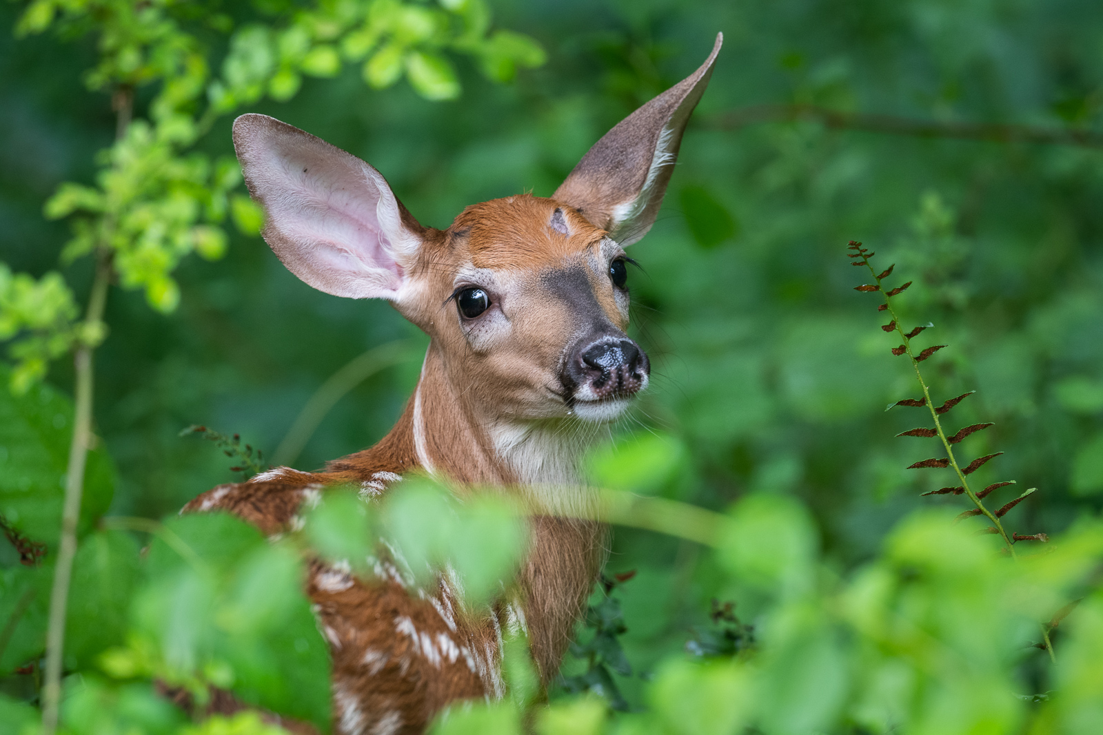 White-Tailed Deer Fawn, Farmington, Connecticut