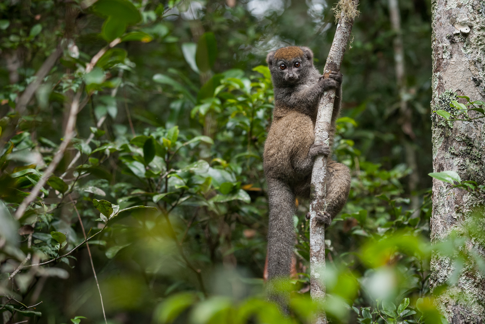 Eastern Lesser Bamboo Lemur, Andasibe-Mantadia National Park, Madagascar